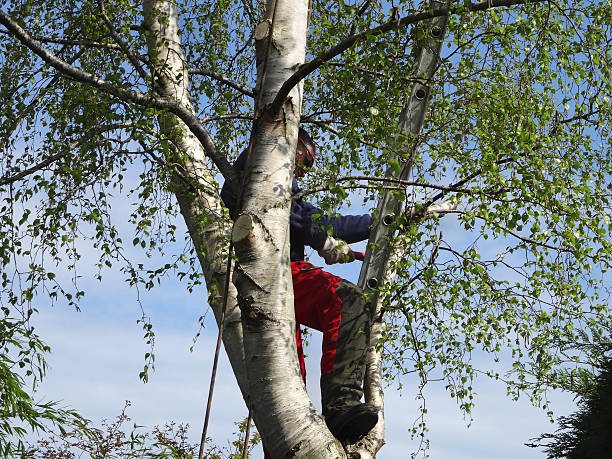 Reliable South Jacksonville, IL Tree Services Solutions